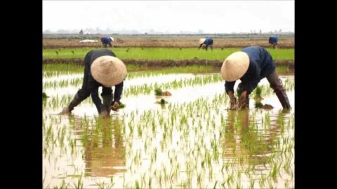 Bonobo: Nguồn Gốc Tiến Hóa Của Ngôn Ngữ Con Người?